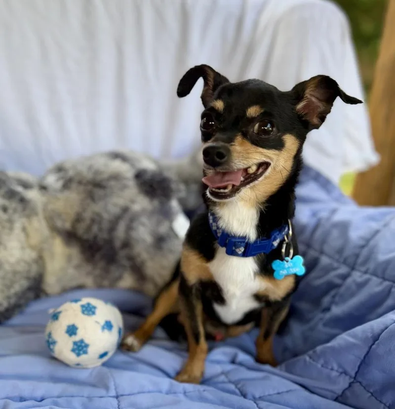An adult small-sized male Chihuahua dog named Churro for adoption in Dunwoody, GA