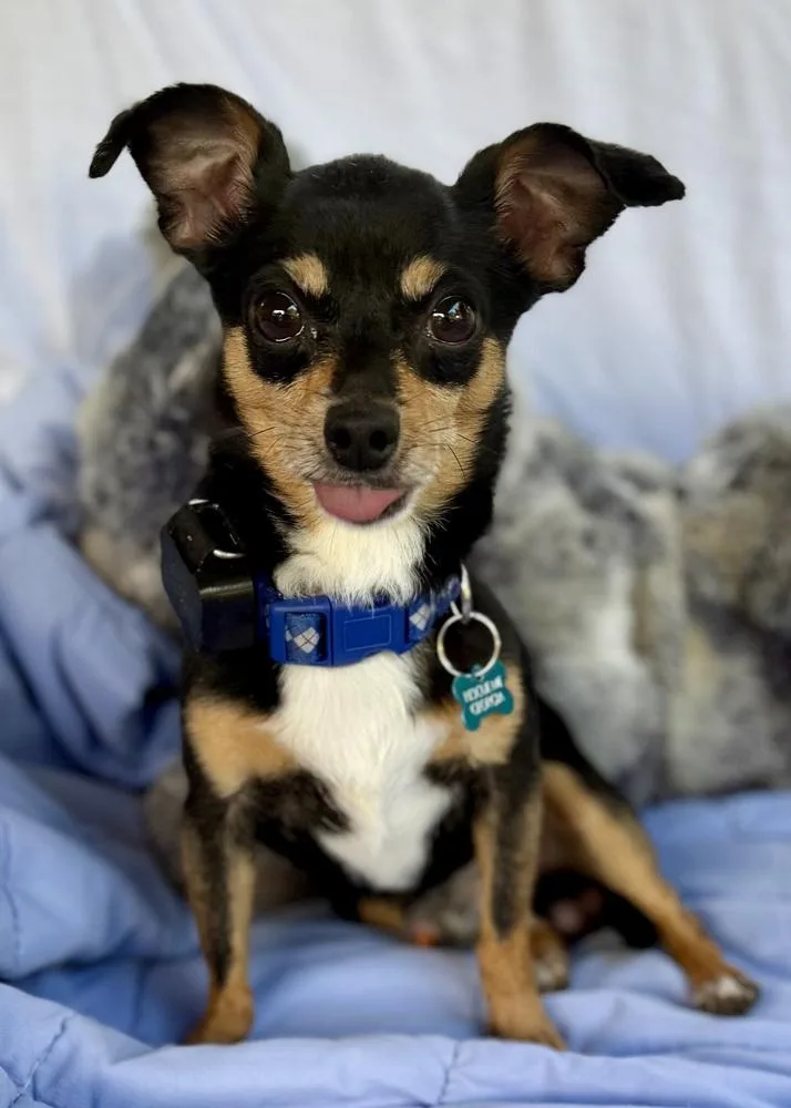Churro thumbnail 2