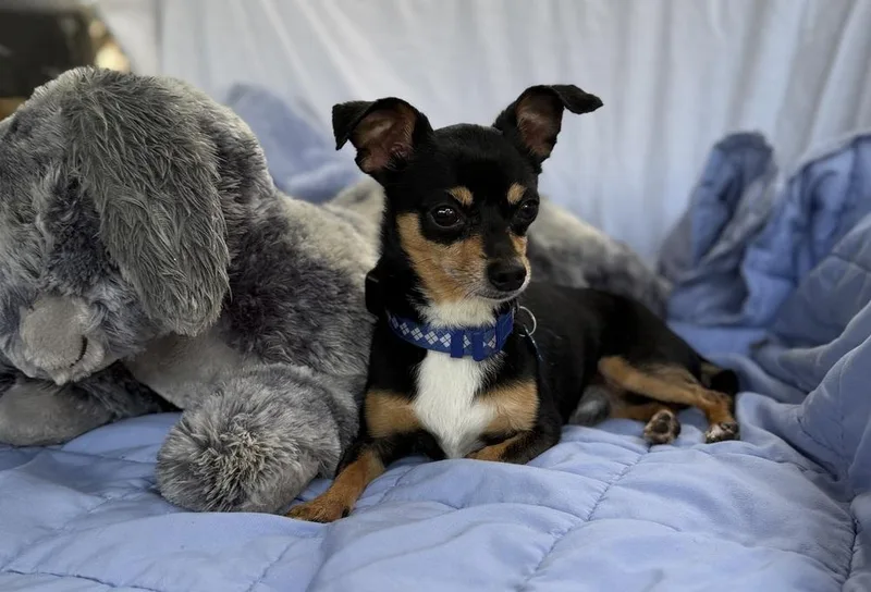 Churro thumbnail 3