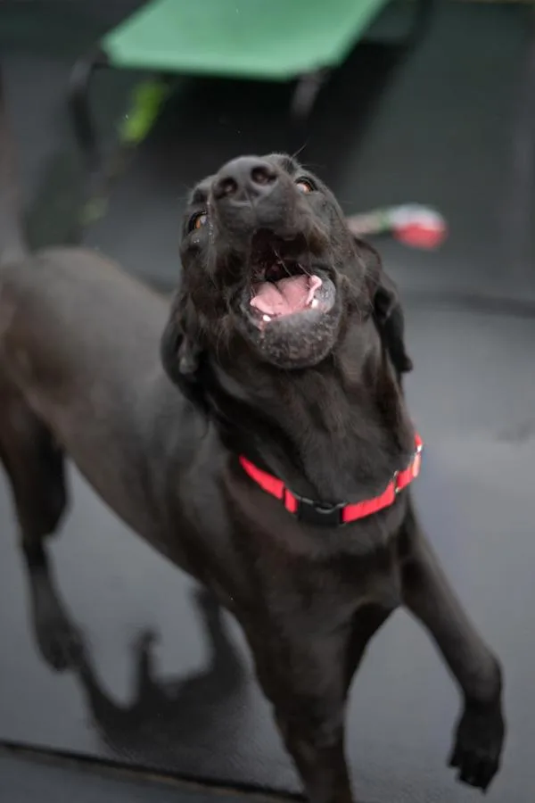 An adult large-sized female Great Dane dog named Cookie for adoption in Stratham, NH
