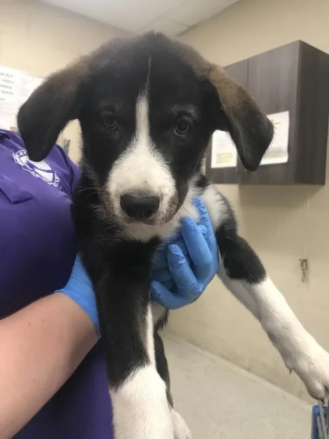 A baby small-sized male German Shepherd Dog dog named Karl for adoption in Conroe, TX