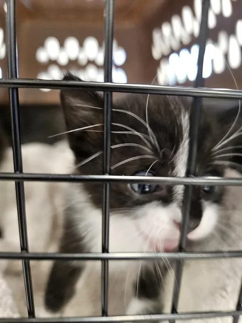 A baby small-sized female Domestic Short Hair cat named Pepper for adoption in Palmetto, FL