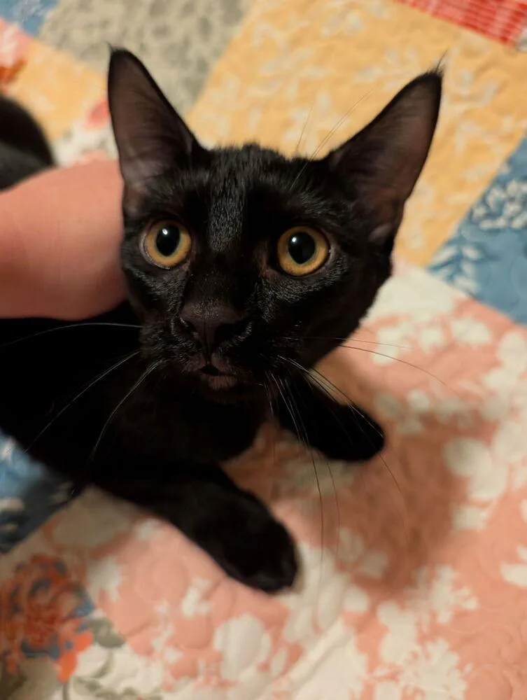 A baby small-sized male Domestic Short Hair cat named Encyclopedia for adoption in Statesboro, GA