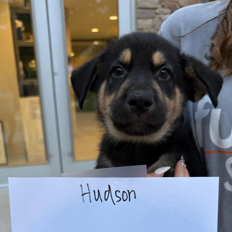 Hudson