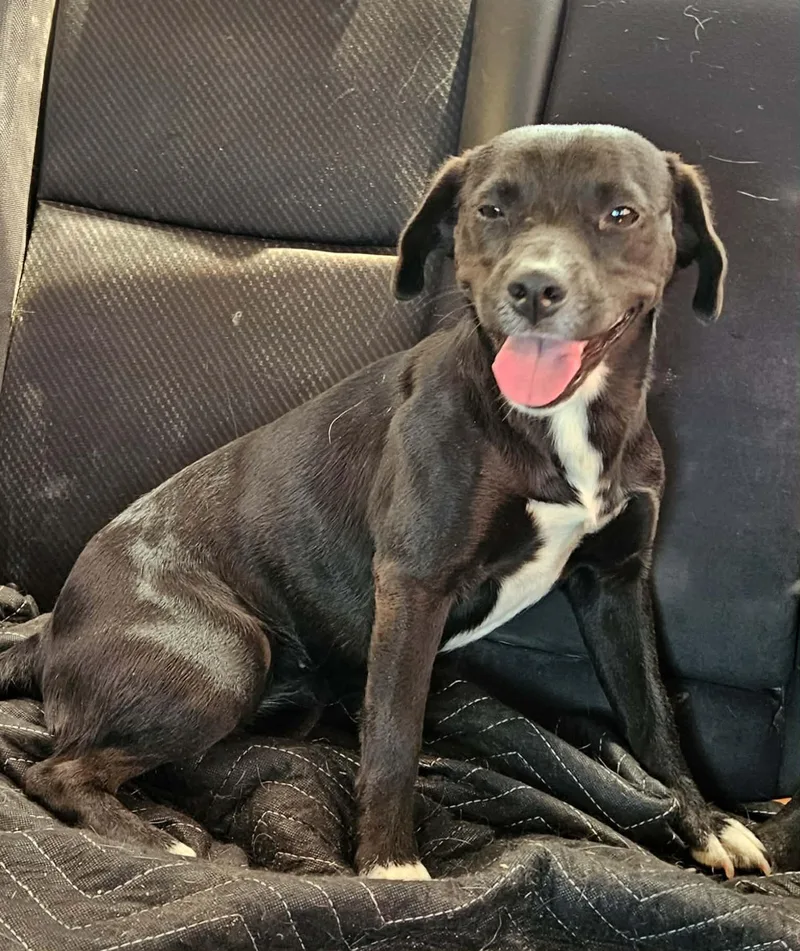 A young small-sized female Black Mixed Breed dog named Star for adoption in Paramus, NJ