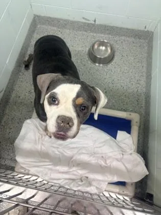 An adult medium-sized female Pit Bull Terrier dog named Precious for adoption in Columbus, IN
