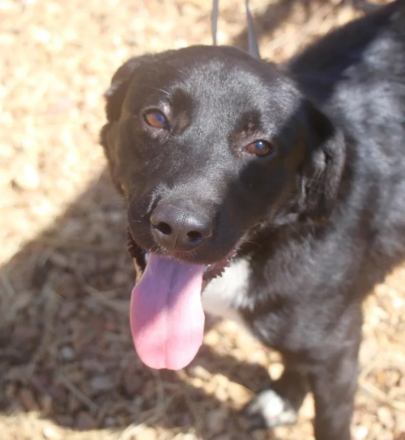 A young medium-sized male Australian Shepherd dog named Tipsy for adoption in Brookhaven, MS