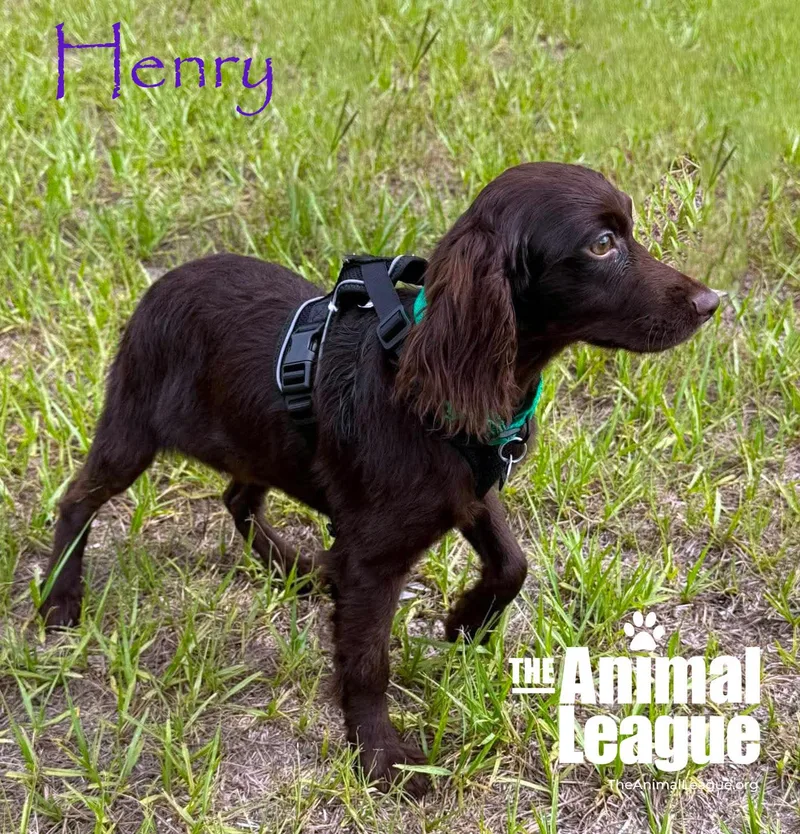 A young medium-sized male Brown / Chocolate Boykin Spaniel dog named Henry for adoption in Groveland, FL