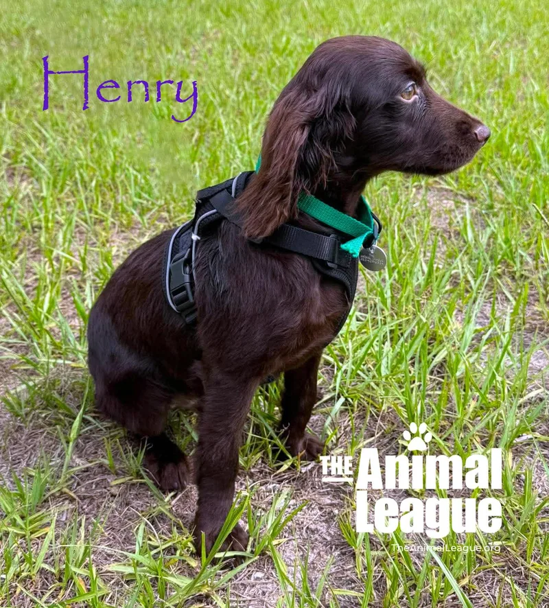 Henry thumbnail 2