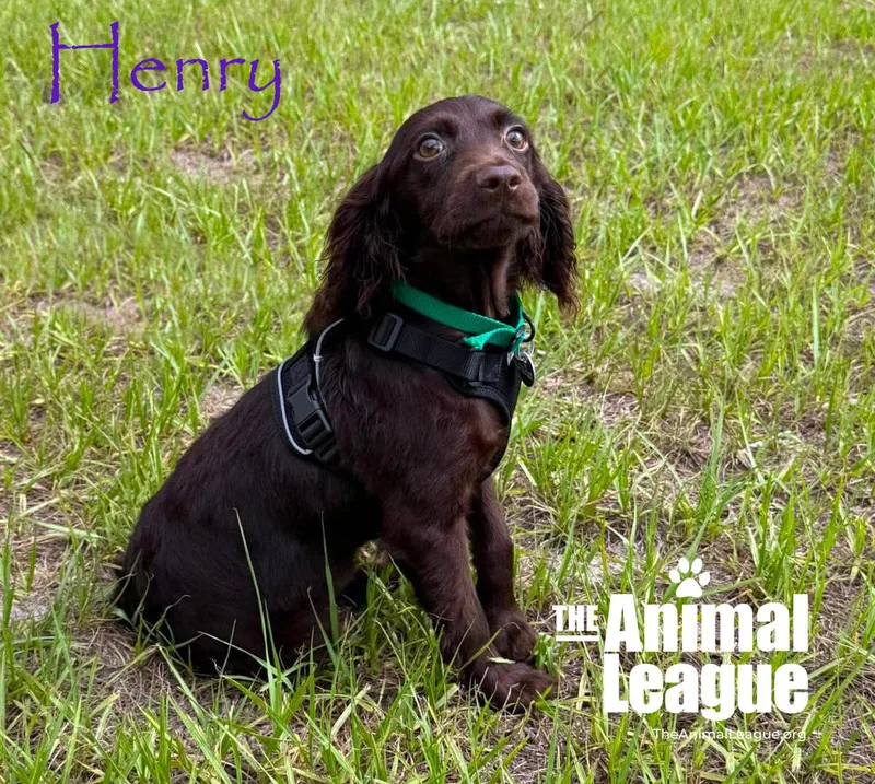 Henry thumbnail 3