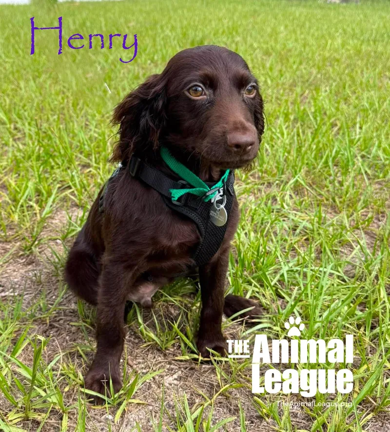 Henry thumbnail 4