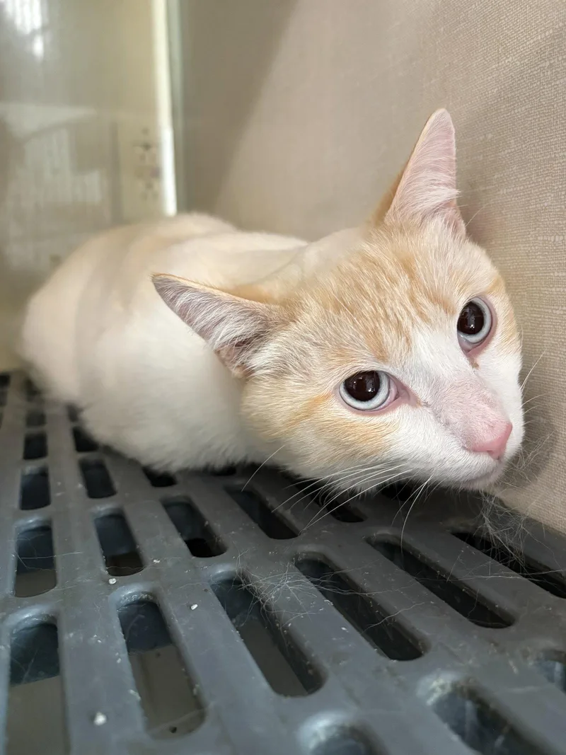 An adult medium-sized male Buff / Tan / Fawn Siamese cat named Flame for adoption in Yardley, PA