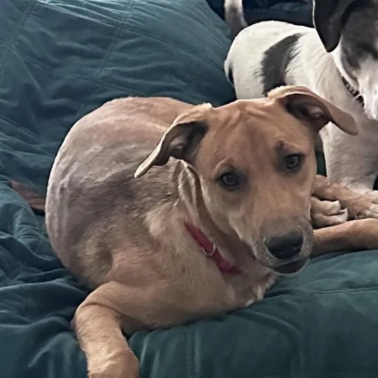 An adult medium-sized female Red / Chestnut / Orange Vizsla dog named Fwt Frankie for adoption in Midland, TX