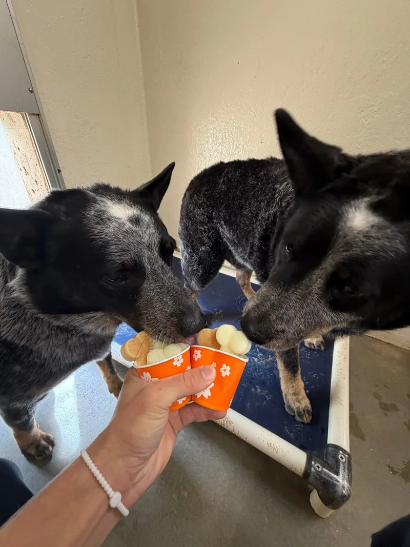 An adult medium-sized male Gray / Blue / Silver Australian Cattle Dog / Blue Heeler dog named Jellyroll & Heisenberg for adoption in Moyock, NC