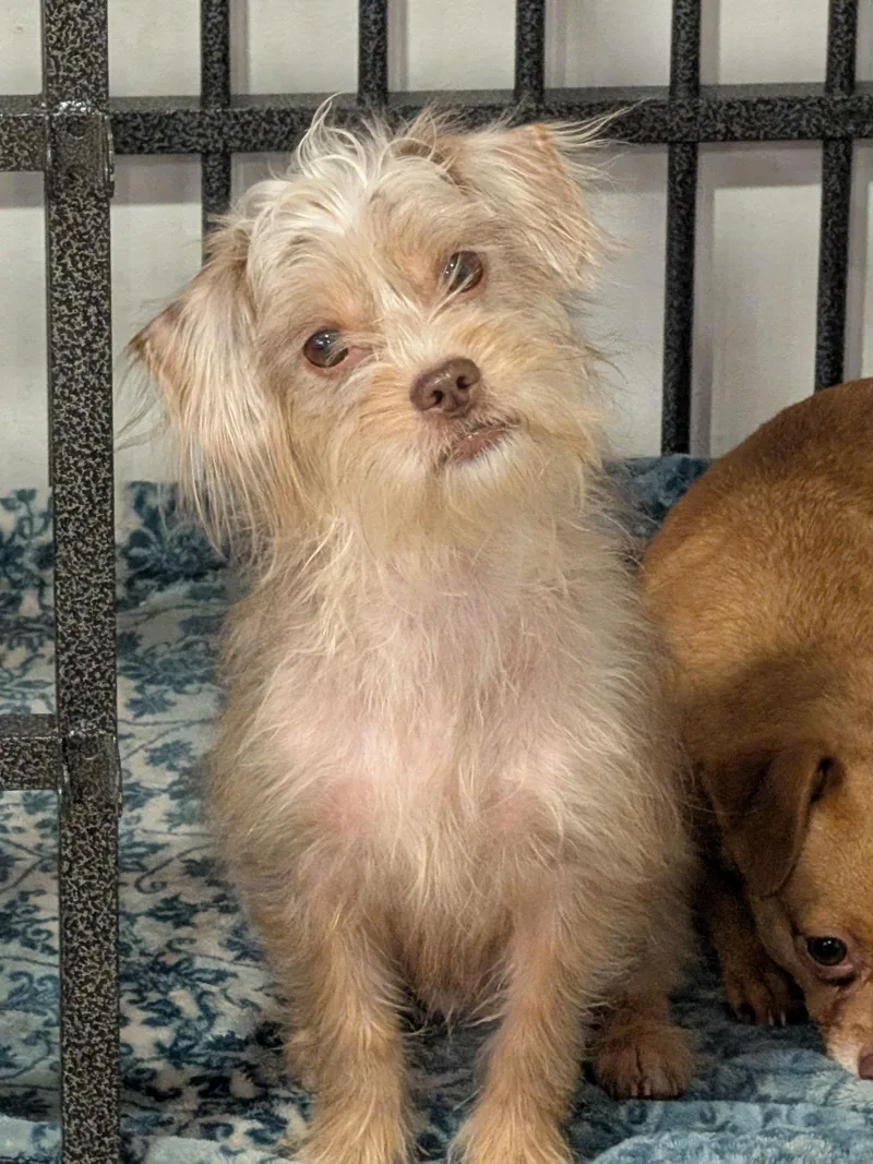 Schnitzel thumbnail 2