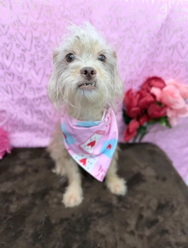 Schnitzel thumbnail 3