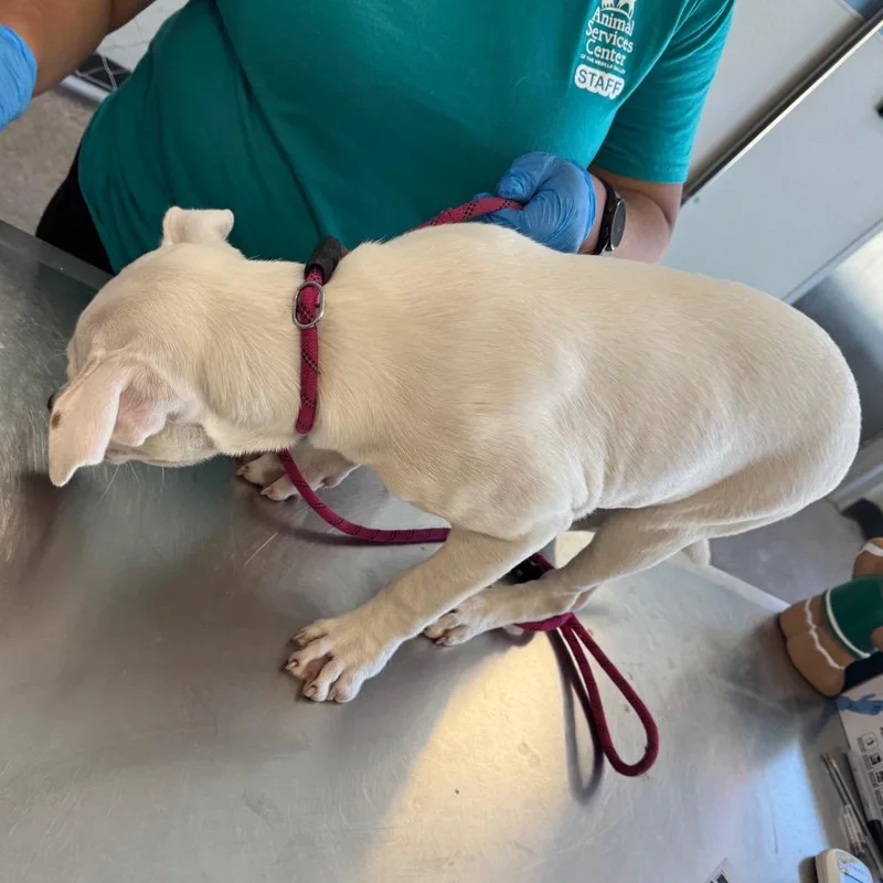 A baby medium-sized male White / Cream Mixed Breed dog named Cloud for adoption in Las Cruces, NM
