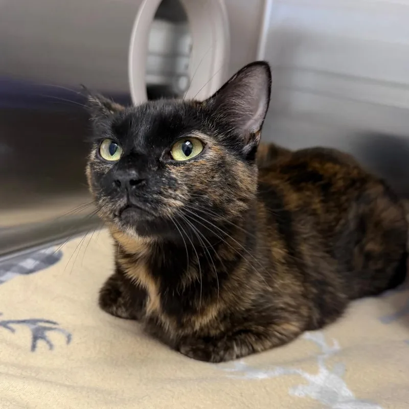 An adult medium-sized female Black Domestic Short Hair cat named Hana for adoption in Detroit Lakes, MN