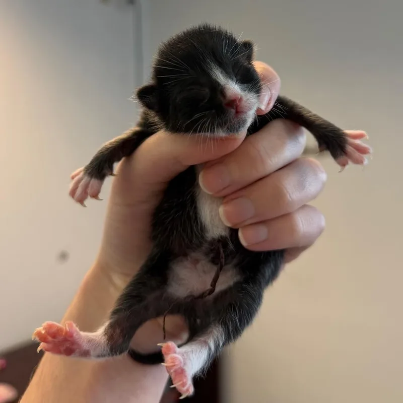 Snickers thumbnail 2