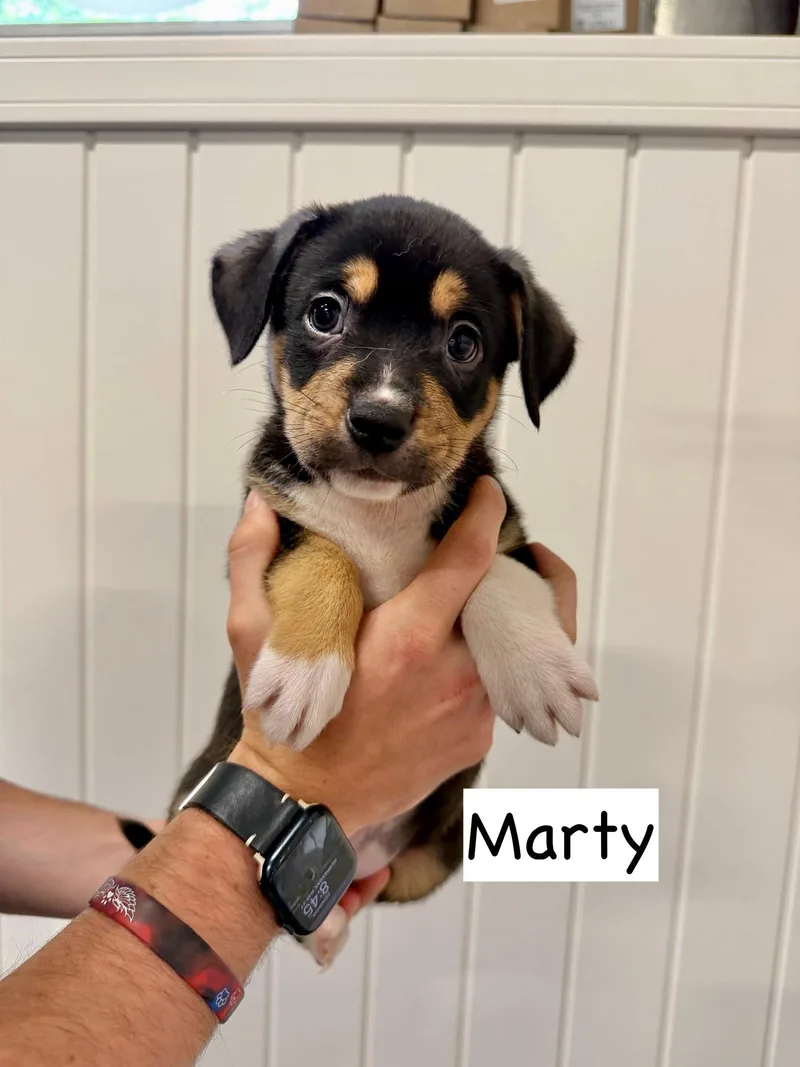 A baby medium-sized male Pit Bull Terrier dog named Marty for adoption in GILBERTS, IL