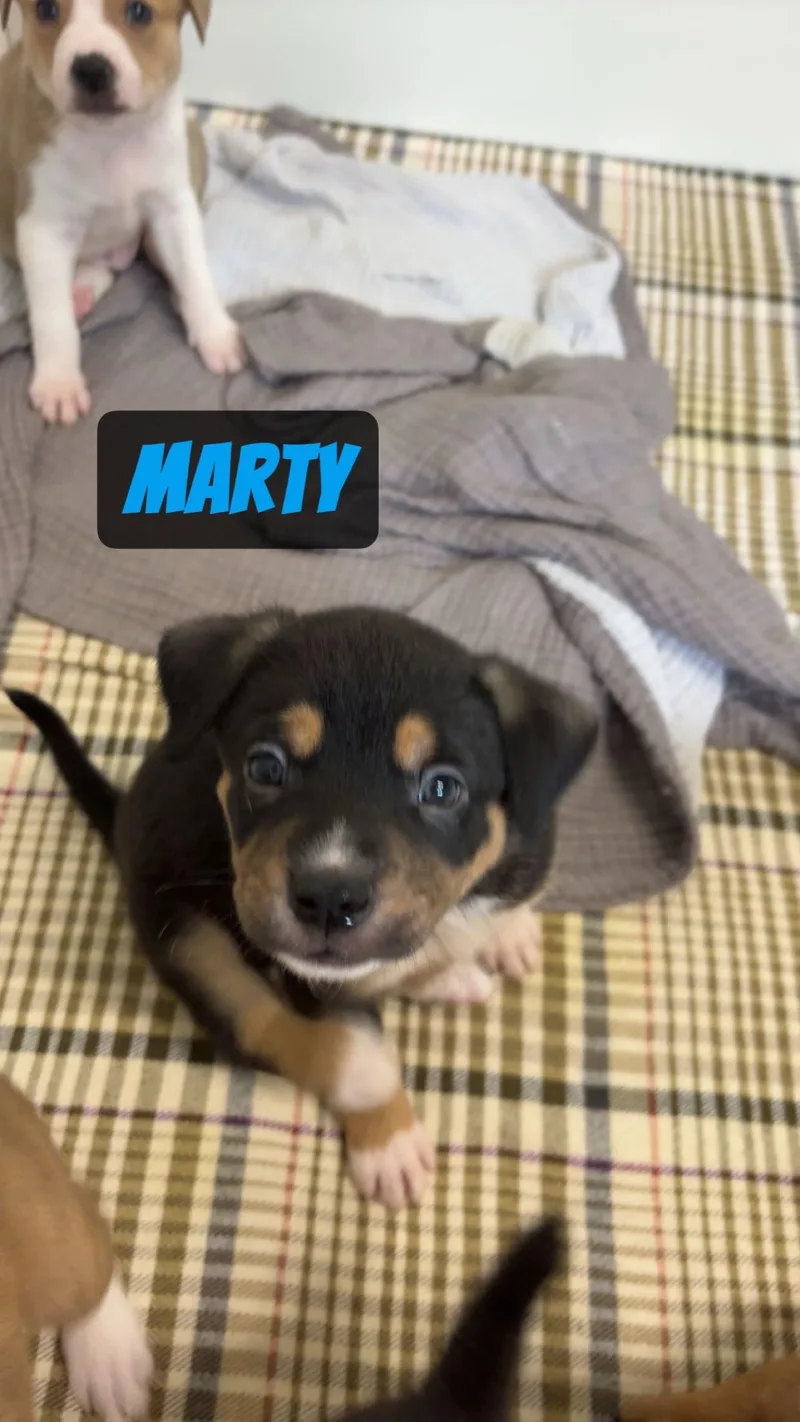 Marty thumbnail 2