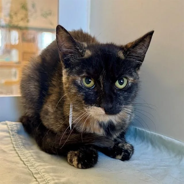 A young small-sized female Domestic Short Hair cat named Melli for adoption in Riverside, CA