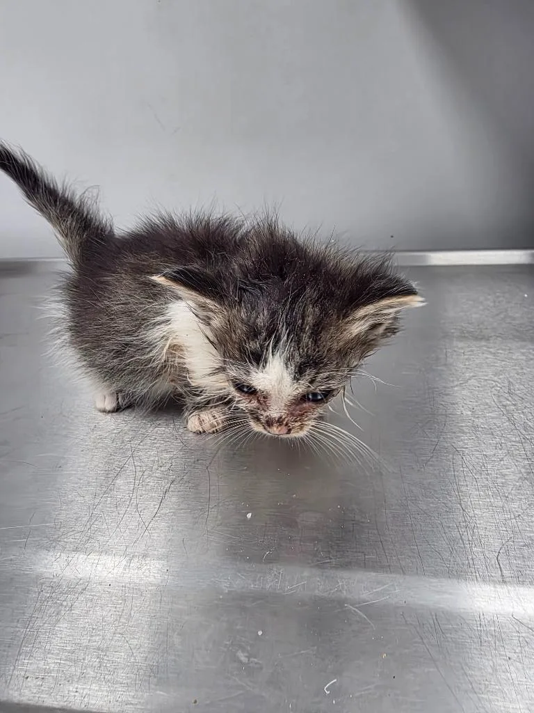A baby small-sized female Domestic Short Hair cat named Ginny for adoption in Angola, IN
