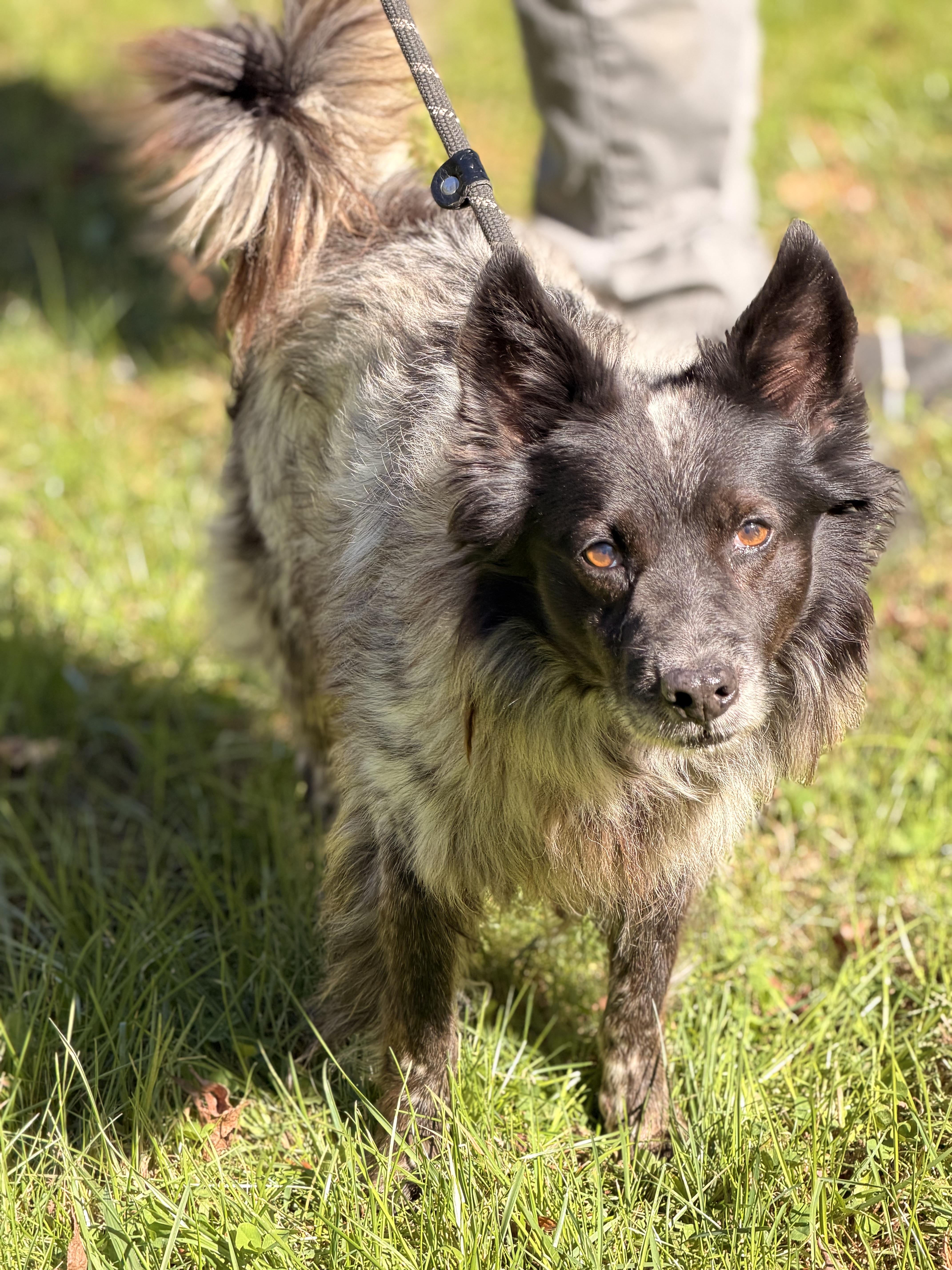 An adult small-sized male Black Shetland Sheepdog / Sheltie dog named Alonso for adoption in Meherrin, VA