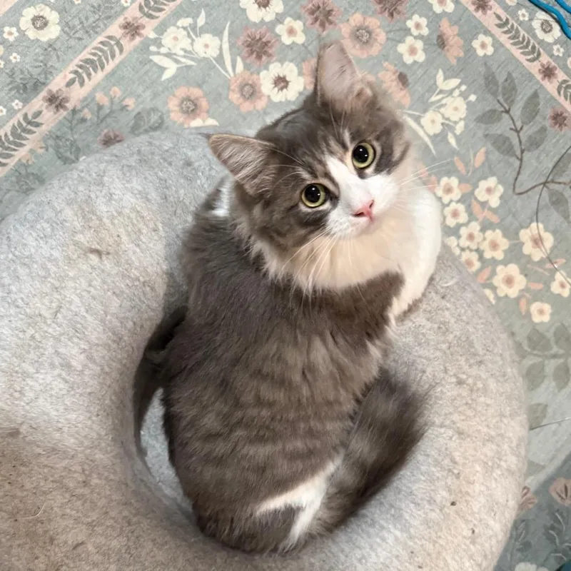 A young small-sized female Gray / Blue / Silver Domestic Medium Hair cat named Wren for adoption in Oakland, CA