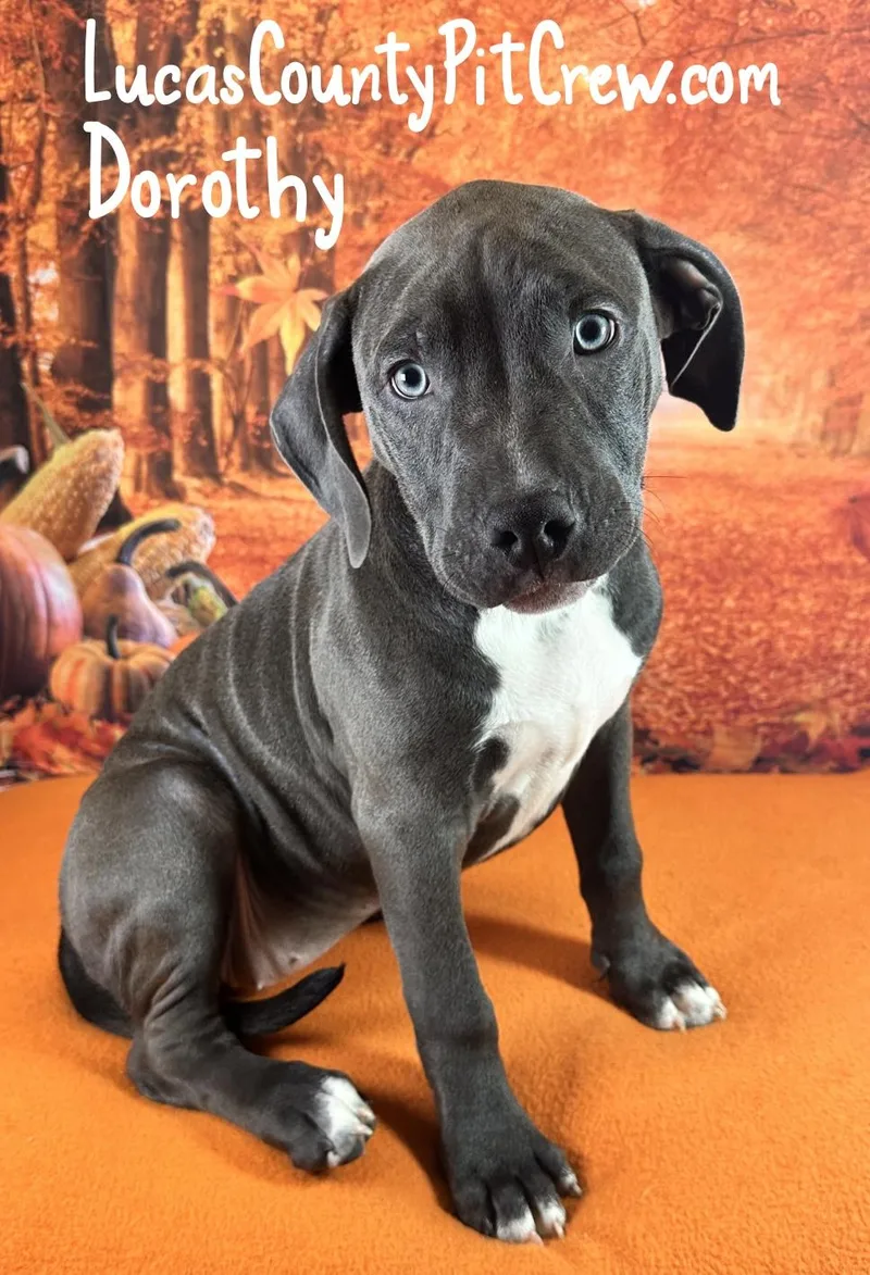 A baby medium-sized female Gray / Blue / Silver American Staffordshire Terrier dog named Dorothy for adoption in Toledo, OH