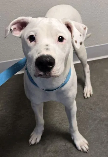 A baby medium-sized male Mixed Breed dog named Avalanche for adoption in Fresno, CA