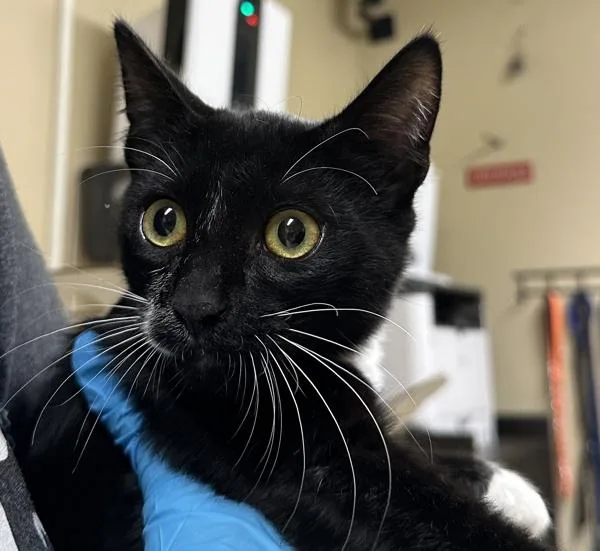 A baby medium-sized male Domestic Short Hair cat named Ozzy Pawsbourne for adoption in Troutdale, OR