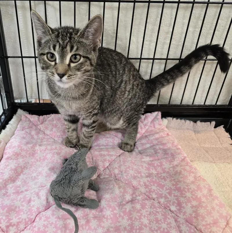A baby small-sized female Domestic Short Hair cat named Tilly for adoption in Southbury, CT