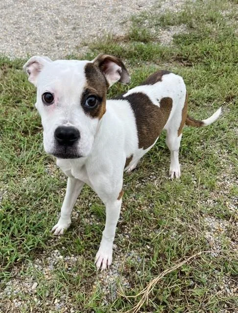 A young small-sized female Pit Bull Terrier dog named Midge for adoption in Augusta, GA