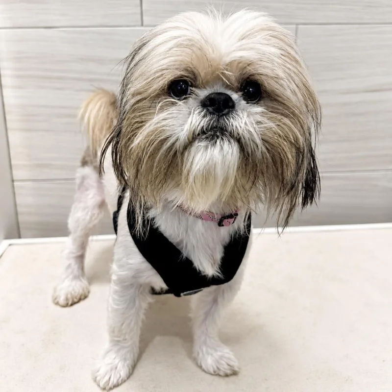 An adult small-sized male Yellow / Tan / Blond / Fawn Shih Tzu dog named Gizmo for adoption in Cedar Park, TX