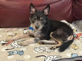 A baby small-sized female Black Terrier dog named Ella for adoption in Plainfield, IL