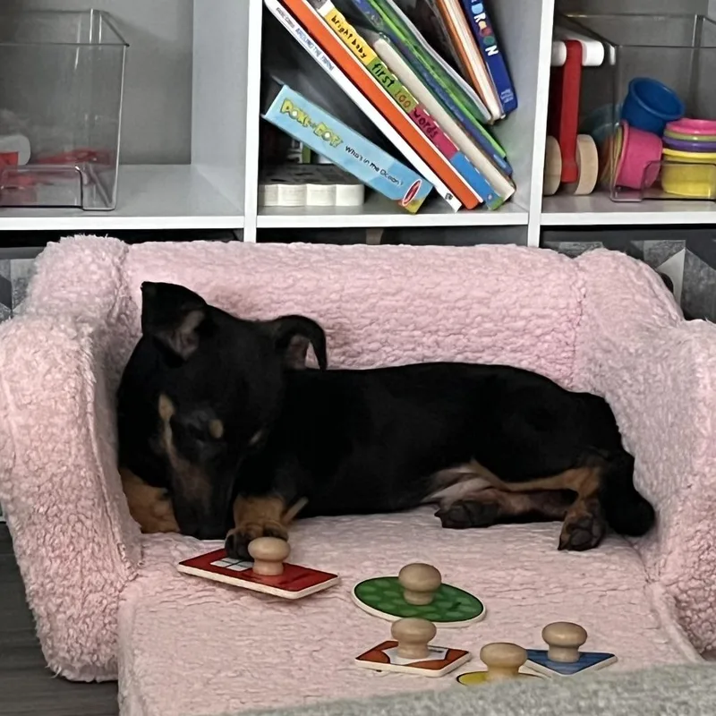 A young small-sized male Black Corgi dog named Fox for adoption in Carencro, LA