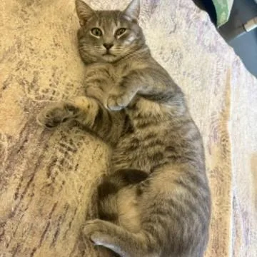 A young medium-sized male Gray / Blue / Silver Domestic Short Hair cat named Andy for adoption in Wilmington, DE
