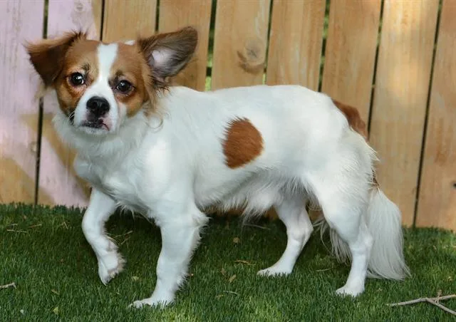 A young small-sized male Cavalier King Charles Spaniel dog named Ocito for adoption in West Valley City, UT