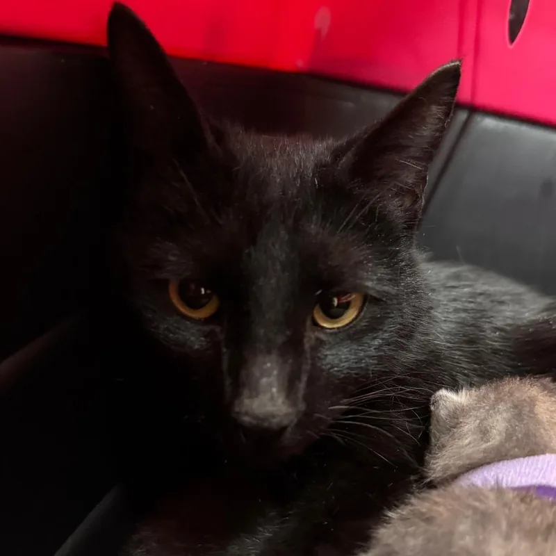 An adult medium-sized female Black Domestic Short Hair cat named Seashell for adoption in Lynchburg, VA