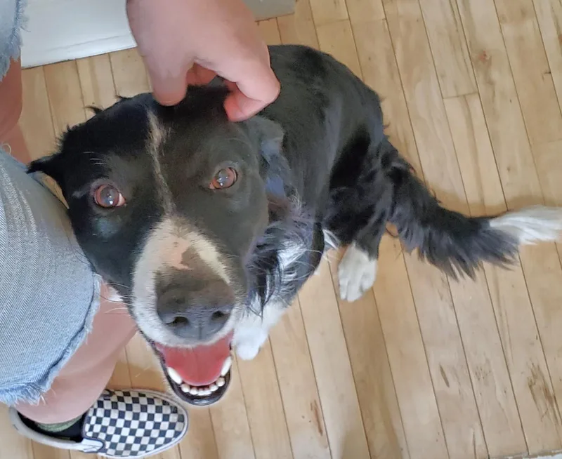 An adult medium-sized male Black Border Collie dog named Jack for adoption in Minnetrista, MN