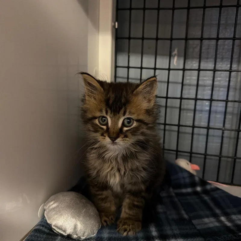 Milo