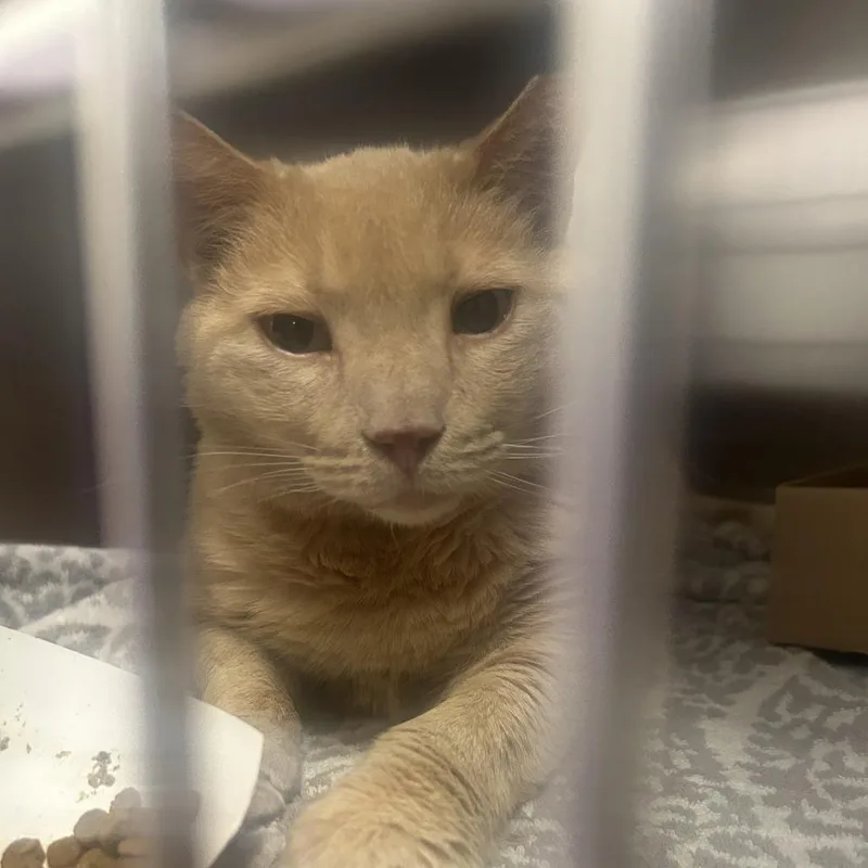 An adult large-sized female Orange / Red Domestic Short Hair cat named Orange for adoption in Philadelphia, PA