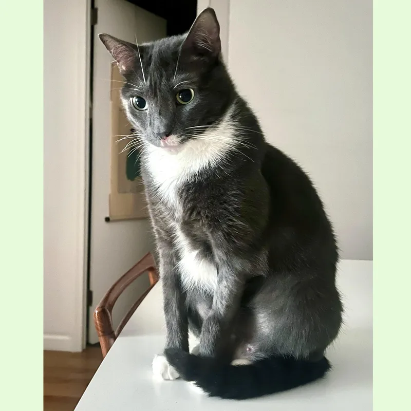 An adult medium-sized female Gray & White Domestic Short Hair cat named Kutu for adoption in New York, NY