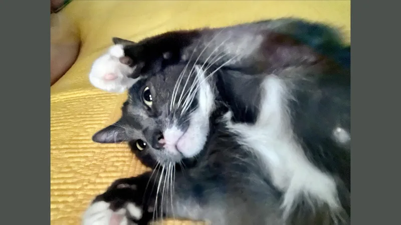 Kutu thumbnail 2