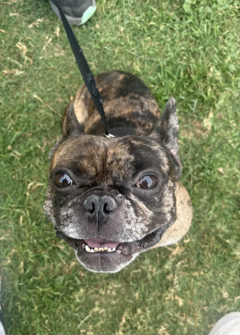 A young small-sized male Brindle French Bulldog dog named Frenchie for adoption in Fort Worth, TX
