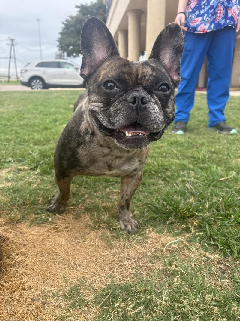 Frenchie thumbnail 2