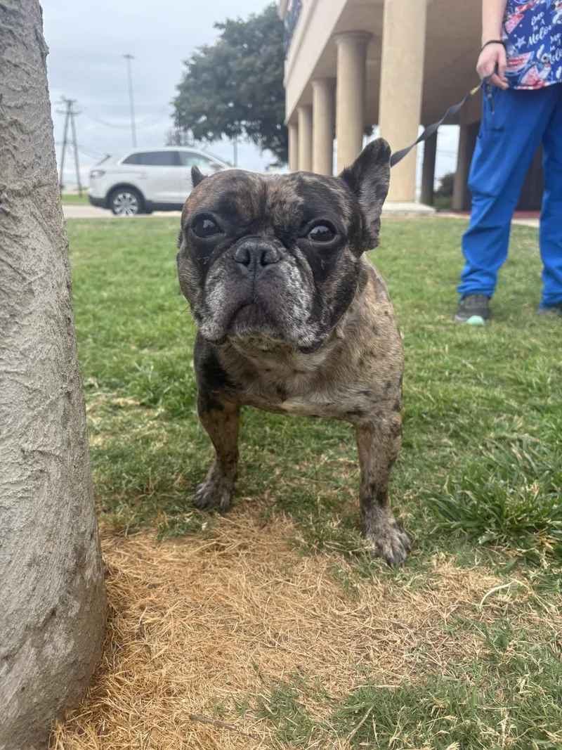 Frenchie thumbnail 3