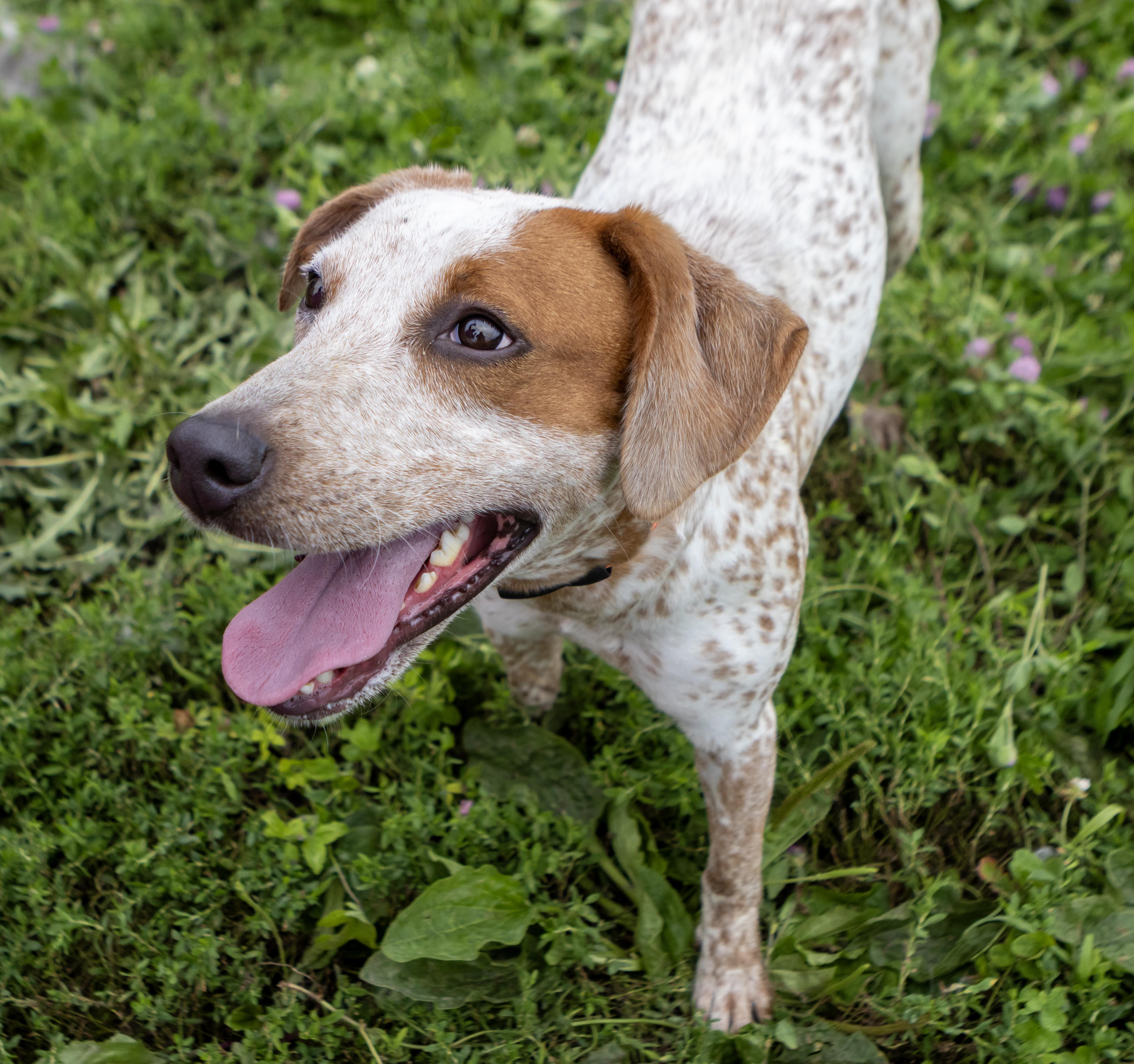 A young medium-sized female Red / Chestnut / Orange Australian Cattle Dog / Blue Heeler dog named Indica "Freckles" for adoption in Dyer, IN