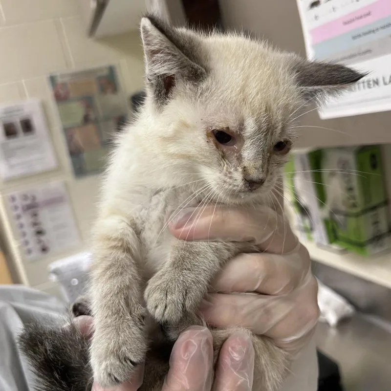 A baby small-sized male White Domestic Short Hair cat named Gas Pedal for adoption in Asheville, NC
